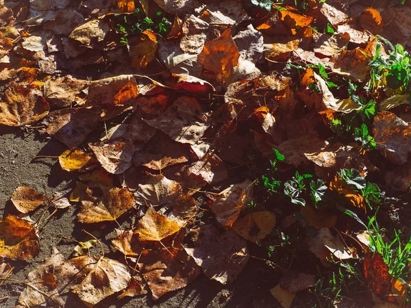 秋の自然風景 美しい秋の公園 — ストック写真