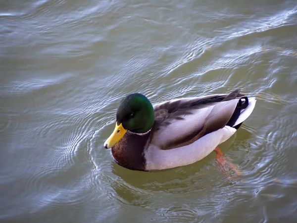 Akşam karanlığında kahverengi suda yüzen Mallard Duck.