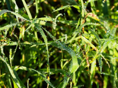 Doğal yeşil çimen arkaplan dokusu