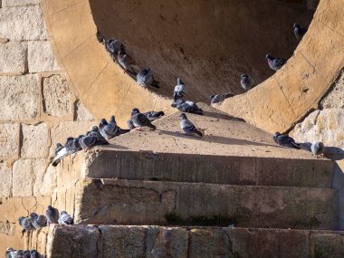 Köprüdeki güvercin Avrupa 'daki Romen köprüsünde