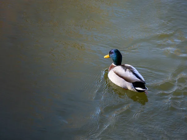 Mallard Pato Nadando Agua Marrón Otoño Anochecer Aire Libre — Foto de Stock