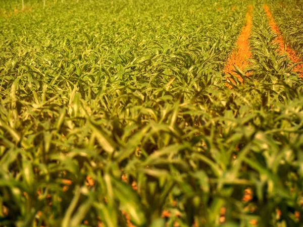 Yeşil yaprakların genel manzarası, gün batımında yeşil mısır tarlaları.