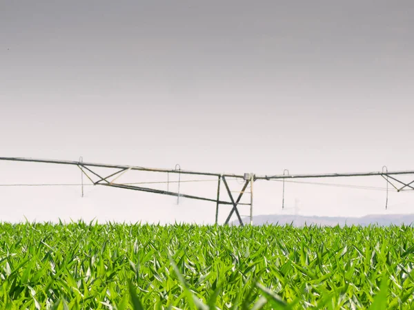 Zamora, Avrupa Endüstriyel Sulama Ekipmanı Tarlada.