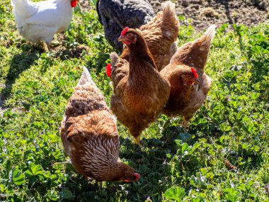 Group of hens on an organic and sustainable farm