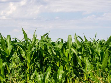 Gün batımında yeşil mısır tarlaları. Yeşil yaprakların genel görünümü