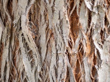 Çok eski bir çam ağacı gövdesinin makro dokusu. Genel amaç duvar kağıdı veya doku