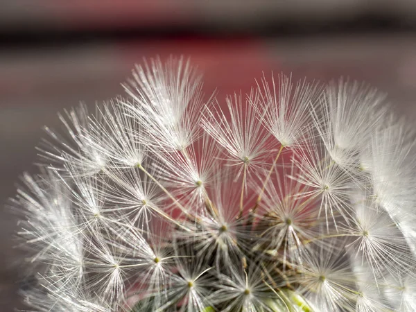 Günbatımı makro fotoğraf Ilık bir bahar akşamı bir karahindiba