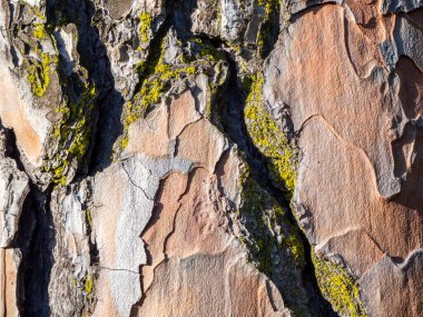 Çok eski bir çam ağacı gövdesinin makro dokusu. Genel amaç duvar kağıdı veya doku