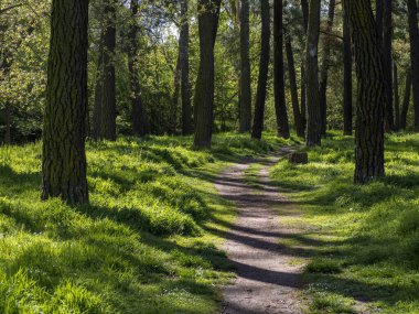 Şafak vakti yaprak döken ormanda koşan bir patika.