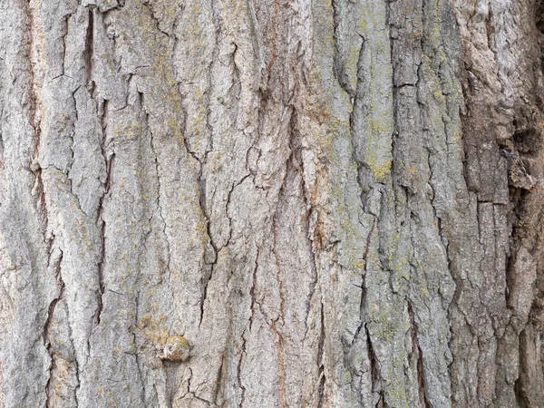 非常に古い松の木の幹のマクロテクスチャ 汎用壁紙又はテクスチャ — ストック写真