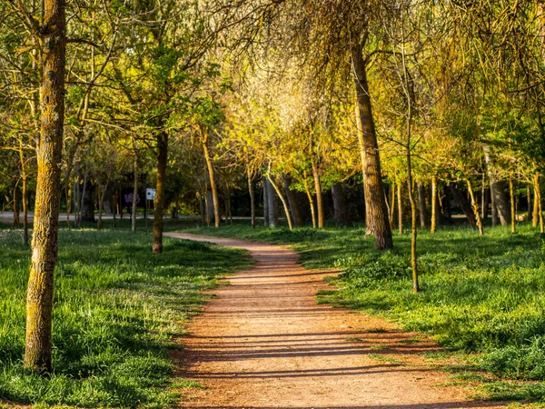 Carril Corriendo Por Bosque Caducifolio Primavera Amanecer — Foto de Stock