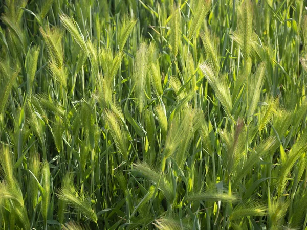 Найкращі Великі Зелені Вуха Кукурудзи Полі Під Час Вечірнього Сонячного — стокове фото