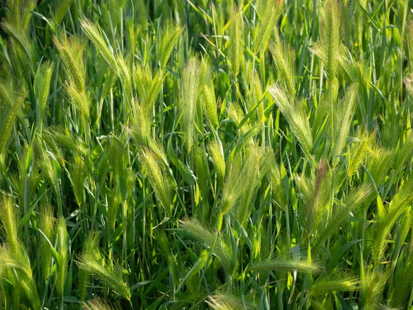 Akşamüstü bir tarladaki en büyük yeşil mısır kulakları.