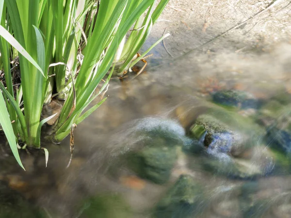 在水生植物之间轻松自在地流淌着的泉水 给它带来了清凉 — 图库照片