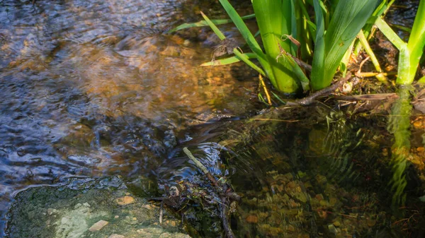 Agua Refrescante Manantial Que Fluye Una Manera Relajante Entre Las — Foto de Stock