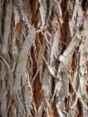 Çok eski bir çam ağacı gövdesinin makro dokusu. Genel amaç duvar kağıdı veya doku