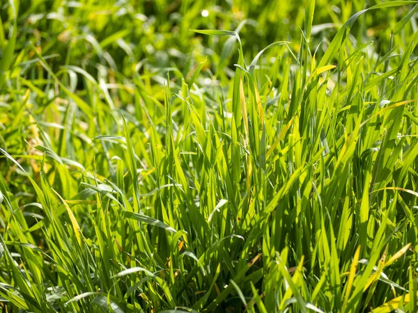 春の日没時に新鮮な緑の草 禅の概念 — ストック写真
