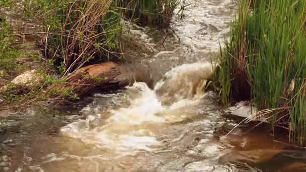 Eau Une Source Qui Coule Dans Nature Sur Une Montagne — Video