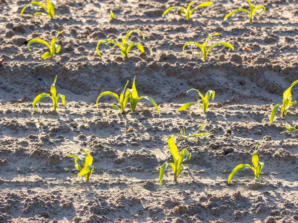 Sustainable agriculture field planted with corn in the morning — Stock Photo, Image