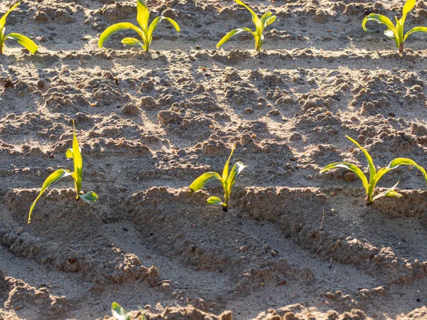 Field planted with corn with small green plants — Stock Photo, Image