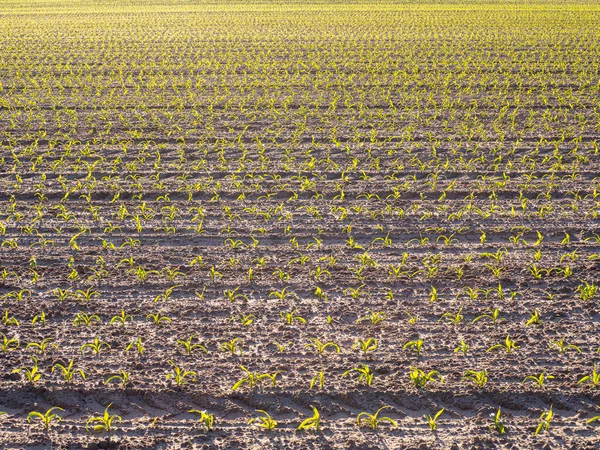 Feld mit Mais mit kleinen grünen Pflanzen bepflanzt — Stockfoto