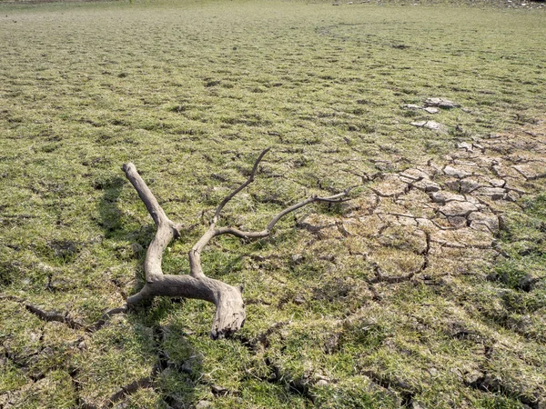 Cambio climático imagen de un embalse con una rama de árbol seco. Concepto de sequía — Foto de Stock