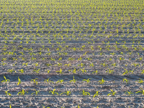 Nachhaltige Landwirtschaft Feld am Morgen mit Mais bepflanzt — Stockfoto