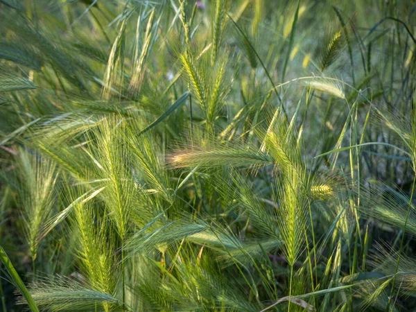 Orelhas verdes de trigo em uma luz solar. Contexto — Fotografia de Stock