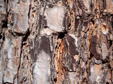 Bir çam dokusu yaz sabahı kapanır.