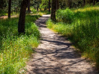 Ormandaki doğal mucize yolu.