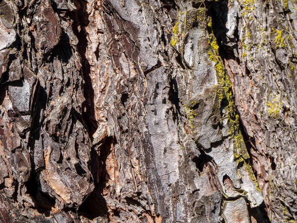 松の木の幹の質感。マクロ写真 — ストック写真