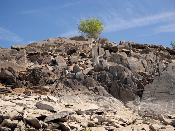 Arbre solitaire poussant sur le rocher — Photo