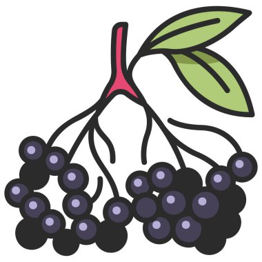 meyve ikonu. Vektör çizimi. Mürver.