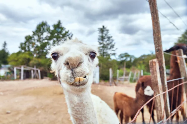 Portrait of a white llama with funny teeth looking at camara in a natural park. Lama guanicoe, camelid native to South America. Tatu Carreta, Cordoba, Argentina, South America. Copy space.