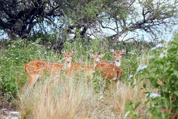 Tre Cervi Piedi Dietro Erba Campo Con Fiori Bianchi Alberi — Foto Stock