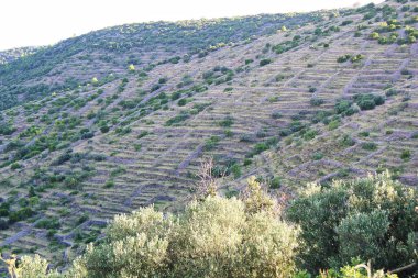 Hırvatistan 'ın Hvar Adası Tepesi' nde Tarım Terasları