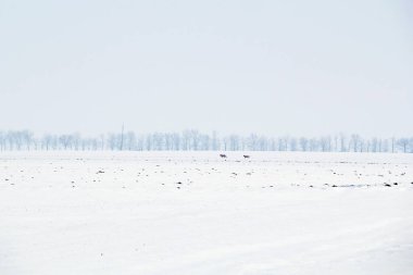 Karlı Kış Doğasında Uzakta Koşan İki Köpek