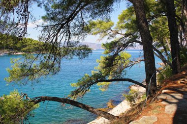 Hırvatistan 'ın Jelsa kentinde güzel Hvar Adası Yaz manzarası Bitki örtüsü ve Açık Mavi Deniz Suyu