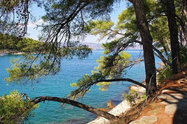 Hırvatistan 'ın Jelsa kentinde güzel Hvar Adası Yaz manzarası Bitki örtüsü ve Açık Mavi Deniz Suyu