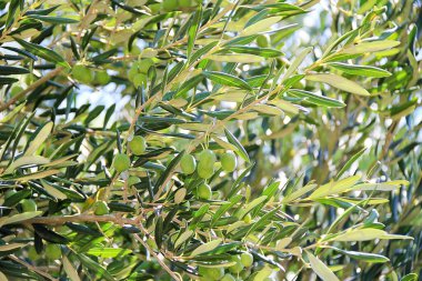 Zeytinli Yeşil Güzel Zeytin Ağacı