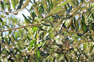 Açık havada Zeytin Ağacı Dalında Zeytin