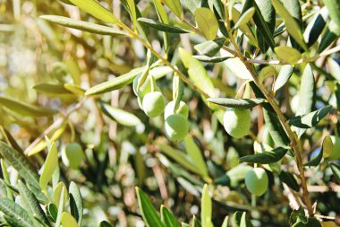 Güneşli Zeytinler ya da Zeytin Meyveleri Yapraklarla Kapatın