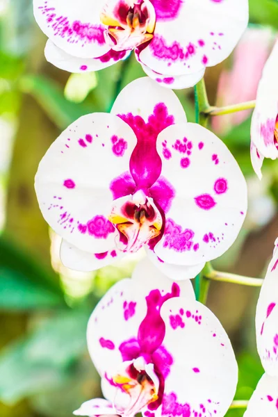 Beautiful Orchid flowers — Stock Photo, Image