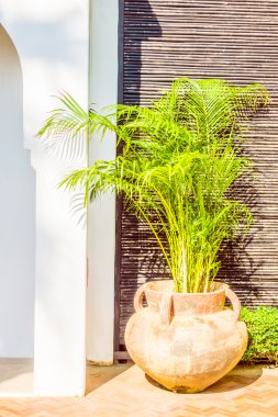 Vazo bitki dekorasyon dış cephe