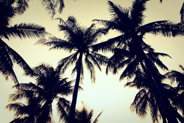 Silhouettes of palm trees