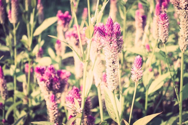 Bellissimi fiori estivi — Foto Stock