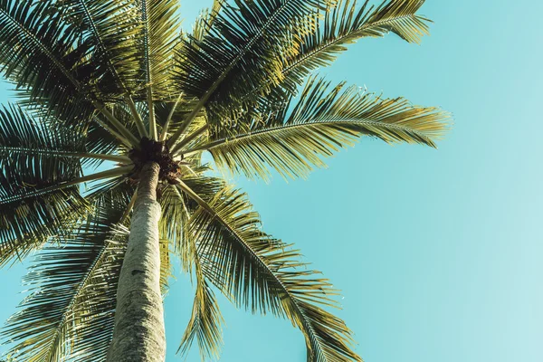 Palm tree on sky — Stock Photo, Image