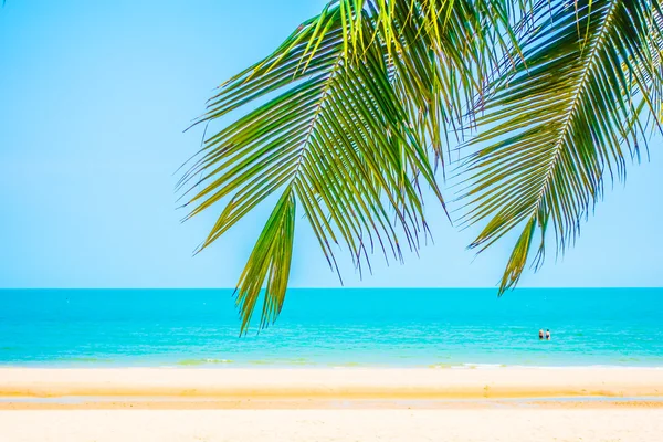 Mooie palmboom op strand — Stockfoto