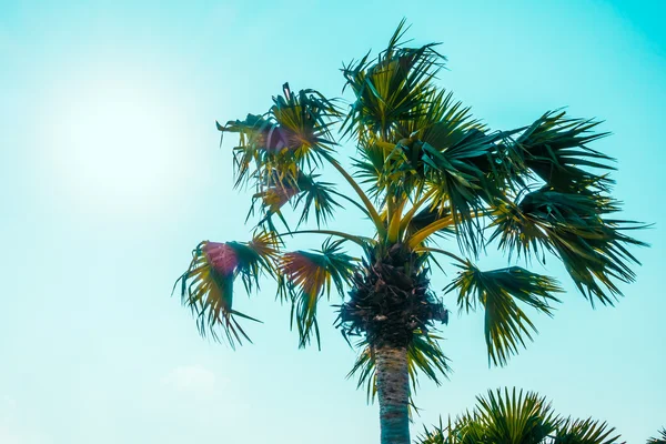 Hermoso árbol de plam con cielo — Foto de Stock