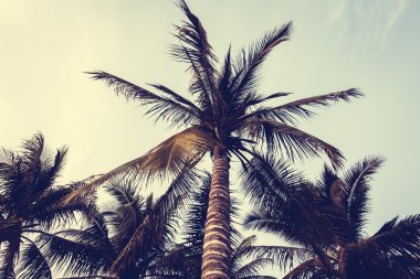 siluet palmiye ağacı
